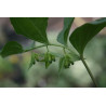 Polygonatum cryptanthum Kokoryczka