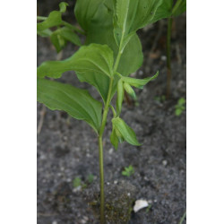 Polygonatum cryptanthum Kokoryczka