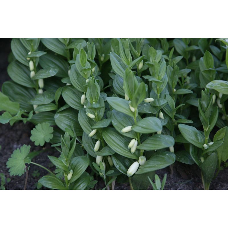 Polygonatum humile Kokoryczka niska Polygonatum humile Kokoryczka niska