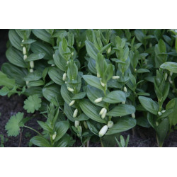 Polygonatum humile Kokoryczka niska