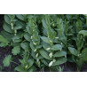 Polygonatum humile Kokoryczka niska