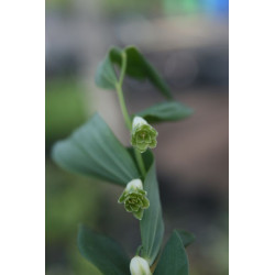Polygonatum odoratum - Flore Pleno Kokoryczka wonna