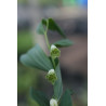 Polygonatum odoratum - Flore Pleno Kokoryczka wonna