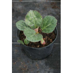 Bergenia ciliata Bergenia orzęsiona