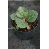 Bergenia ciliata Bergenia orzęsiona
