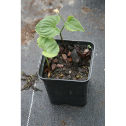 Maianthemum dilatatum - Baby Moon, Konwalijka