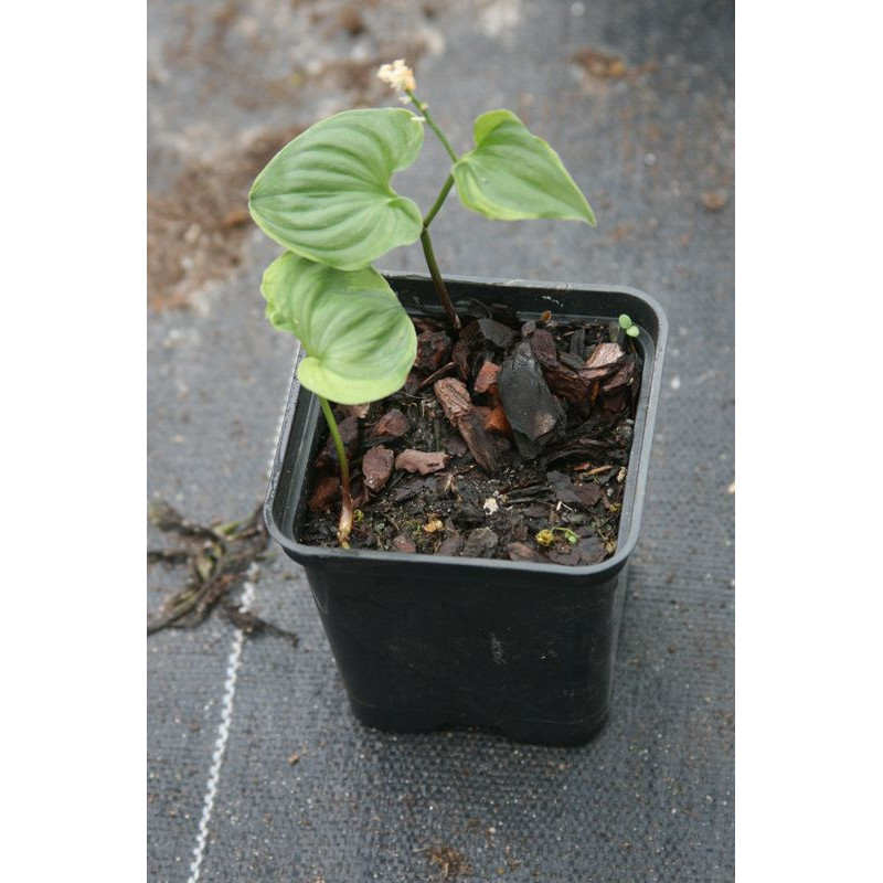 Maianthemum dilatatum - Baby Moon, Konwalijka Maianthemum dilatatum - Baby Moon, Konwalijka