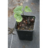 Maianthemum dilatatum - Baby Moon, Konwalijka