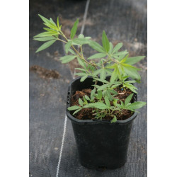 Vitex agnus castus - Rosea Niepokalanek pospolity