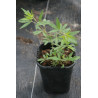 Vitex agnus castus - Rosea Niepokalanek pospolity