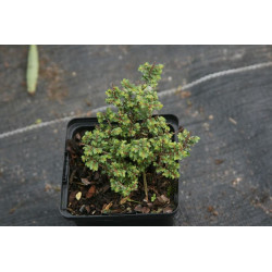 Ulmus parvifolia - Hokkaido Wiąz drobnolistny