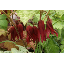 Podophyllum - Spotty Dotty Stopowiec