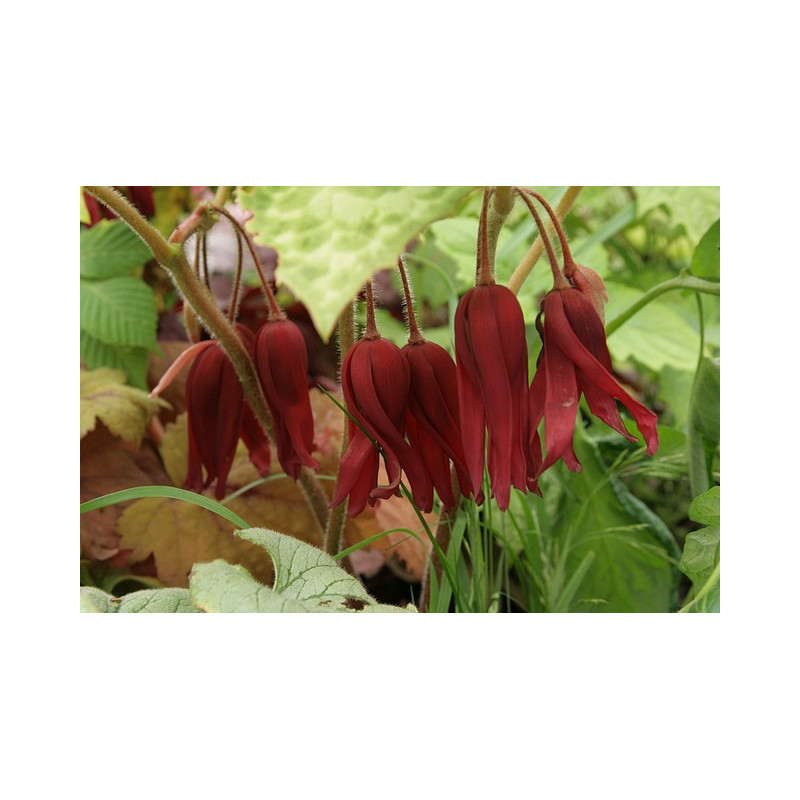 Podophyllum - Spotty Dotty Stopowiec Podophyllum - Spotty Dotty Stopowiec