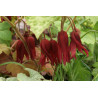 Podophyllum - Spotty Dotty Stopowiec