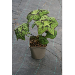 Podophyllum delavayi Stopowiec