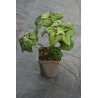 Podophyllum delavayi Stopowiec