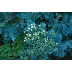 Crambe maritima, Modrak morski