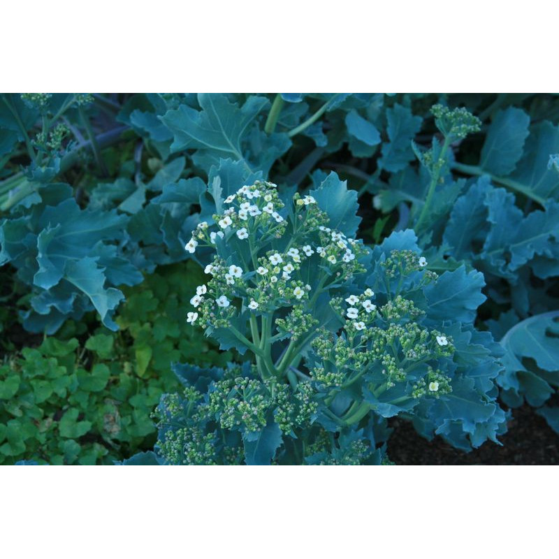 Crambe maritima, Modrak morski Crambe maritima, Modrak morski