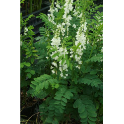 Galega x hartlandii - Alba, Rutwica