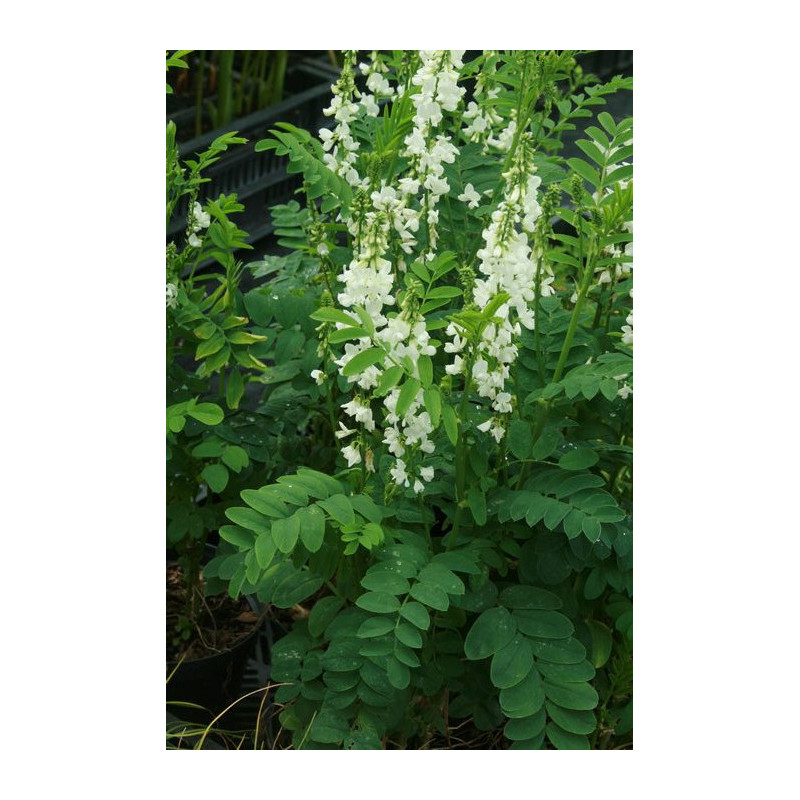 Galega x hartlandii - Alba, Rutwica Galega x hartlandii - Alba, Rutwica