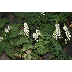 Galega x hartlandii - Alba, Rutwica