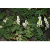 Galega x hartlandii - Alba, Rutwica