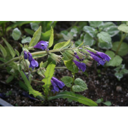 Meehania henryi Mehania