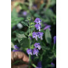 Meehania henryi Mehania