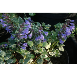 Meehania urticifolia - Wandering Minstrel, Mehania pokrzywolistna