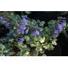 Meehania urticifolia - Wandering Minstrel, Mehania pokrzywolistna