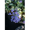 Meehania urticifolia - Wandering Minstrel, Mehania pokrzywolistna