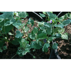 Meehania urticifolia - Wandering Minstrel, Mehania pokrzywolistna