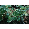 Meehania urticifolia - Wandering Minstrel, Mehania pokrzywolistna