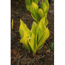 Convallaria majalis - Aurea Konwalia majowa