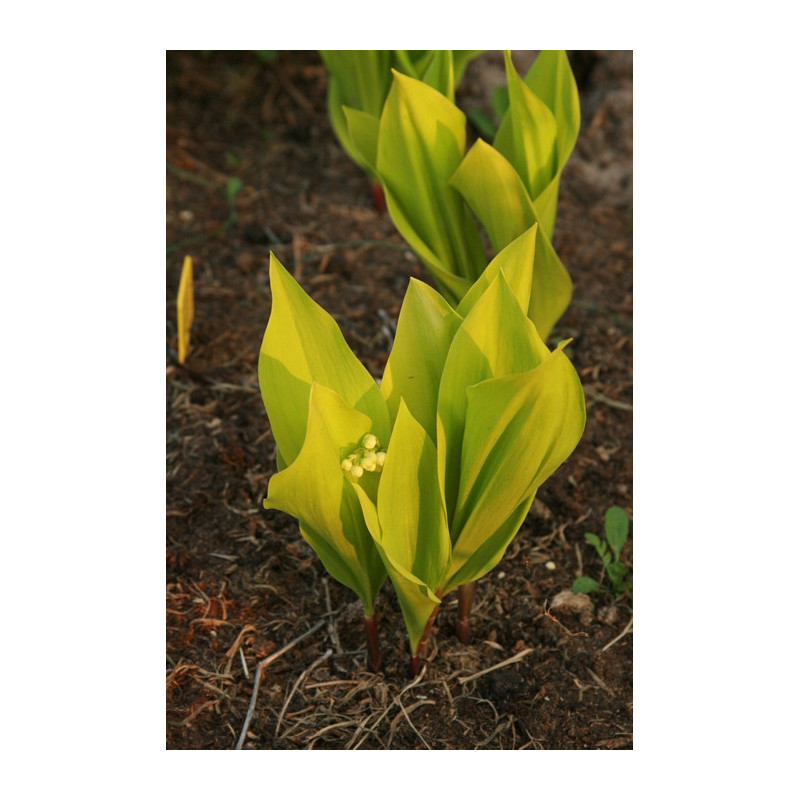 Convallaria majalis - Aurea Konwalia majowa Convallaria majalis - Aurea Konwalia majowa