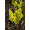 Convallaria majalis - Aurea Konwalia majowa