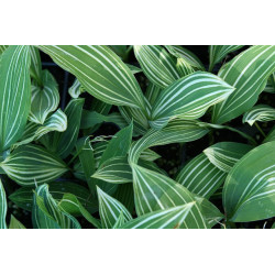 Convallaria majalis - Albostriata Konwalia majowa