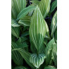 Convallaria majalis - Albostriata Konwalia majowa