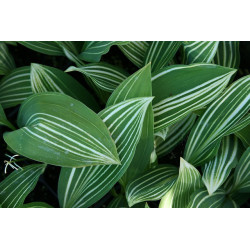 Convallaria majalis - Albostriata Konwalia majowa