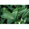 Convallaria majalis - Albostriata Konwalia majowa