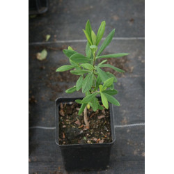 Daphne giraldii, Wawrzynek