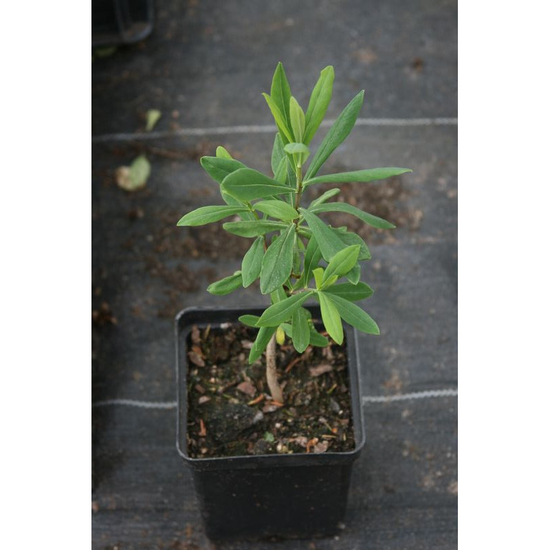 Daphne giraldii, Wawrzynek Daphne giraldii, Wawrzynek