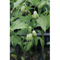Disporum nantauense, Parnik