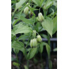 Disporum nantauense, Parnik