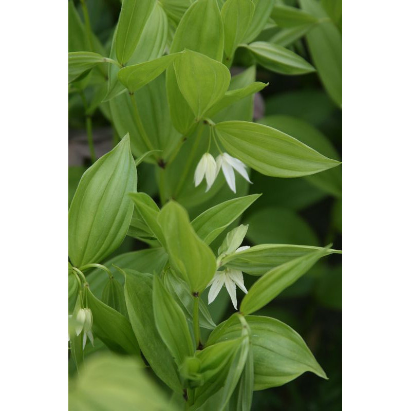Disporum viridescens Parnik Disporum viridescens Parnik