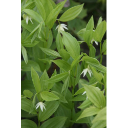 Disporum viridescens Parnik
