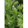 Disporum viridescens Parnik