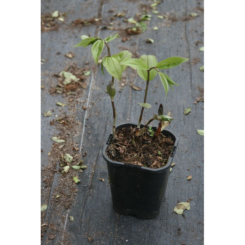 Disporum megalanthum, Parnik Disporum megalanthum, Parnik