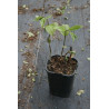 Disporum megalanthum, Parnik