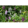 Dactylorhiza fuchsii, Kukułka Fuchsa